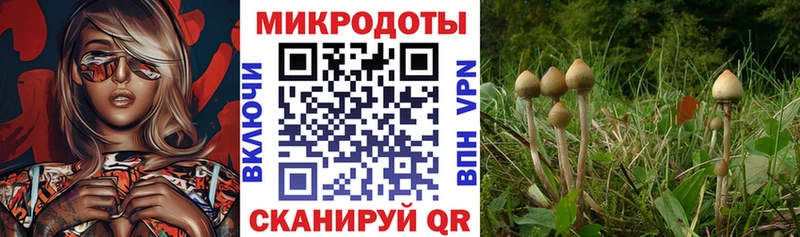 цена   Ленинградская  Псилоцибиновые грибы мухоморы 