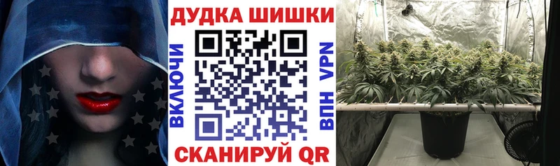 закладки  Ленинградская  Канабис сатива 